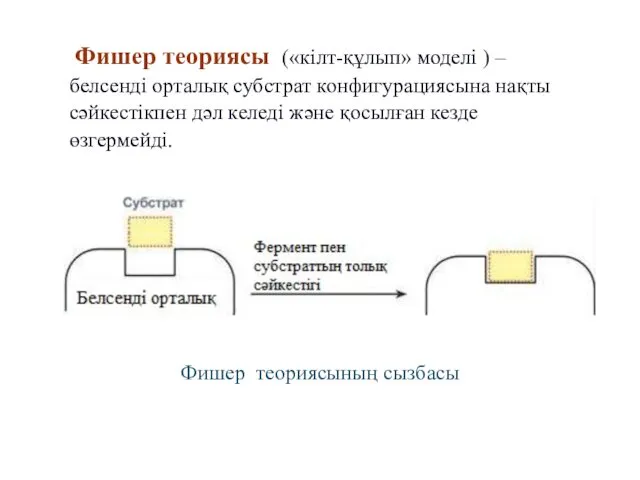 Фишер теориясы («кілт-құлып» моделі ) – белсенді орталық субстрат конфигурациясына