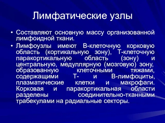 Лимфатические узлы Составляют основную массу организованной лимфоидной ткани. Лимфоузлы имеют