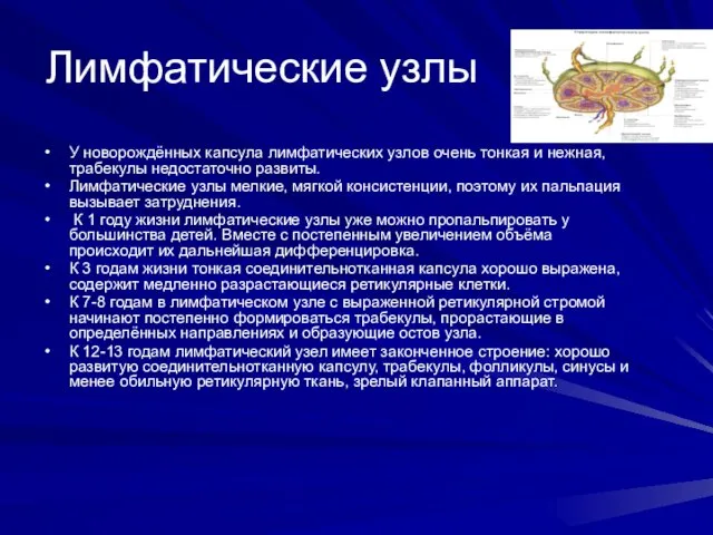 Лимфатические узлы У новорождённых капсула лимфатических узлов очень тонкая и