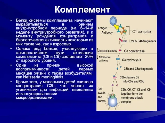 Комплемент Белки системы комплемента начинают вырабатываться в раннем внутриутробном периоде