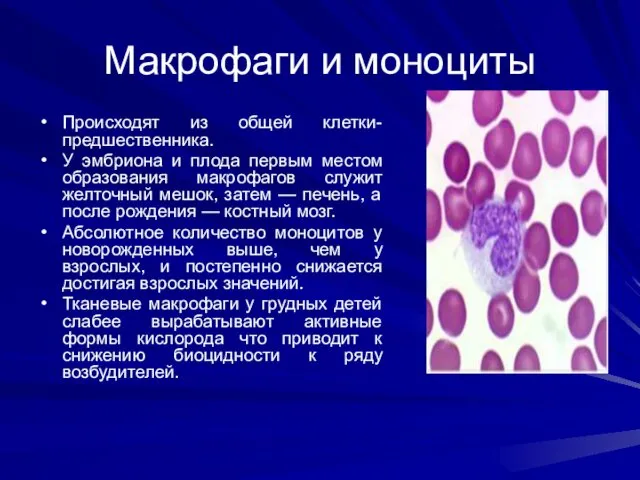 Макрофаги и моноциты Происходят из общей клетки-предшественника. У эмбриона и