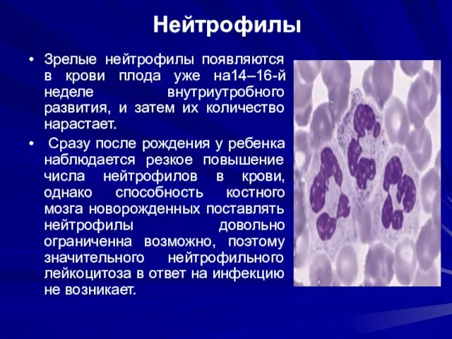 Нейтрофилы Зрелые нейтрофилы появляются в крови плода уже на14–16-й неделе