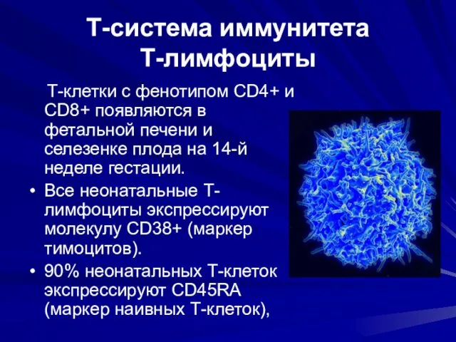 Т-система иммунитета Т-лимфоциты Т-клетки с фенотипом CD4+ и CD8+ появляются