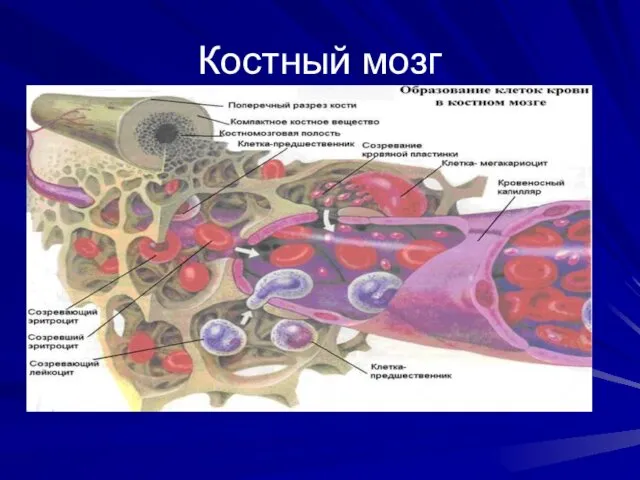 Костный мозг