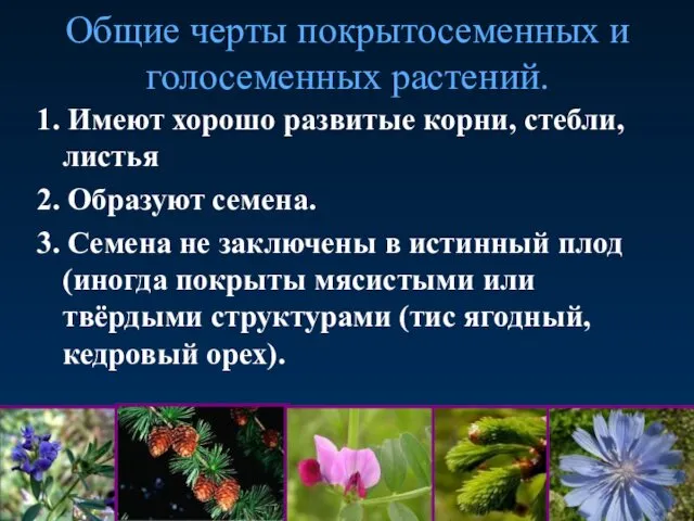 Общие черты покрытосеменных и голосеменных растений. 1. Имеют хорошо развитые