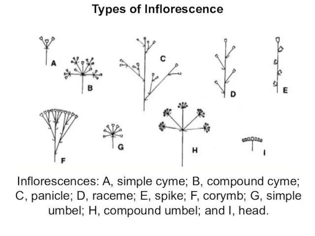 Types of Inflorescence Inflorescences: A, simple cyme; B, compound cyme;