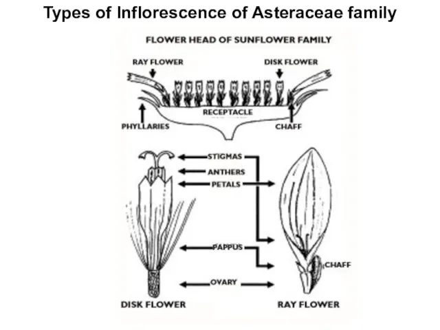 Types of Inflorescence of Asteraceae family