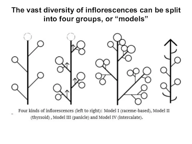 The vast diversity of inflorescences can be split into four groups, or “models”