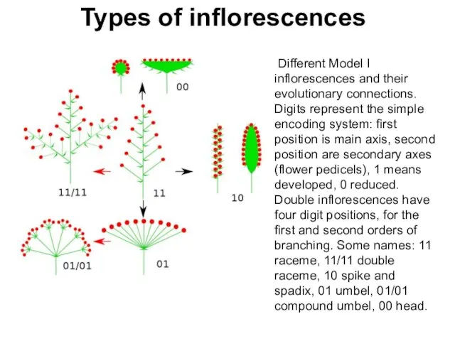 Types of inflorescences Different Model I inflorescences and their evolutionary