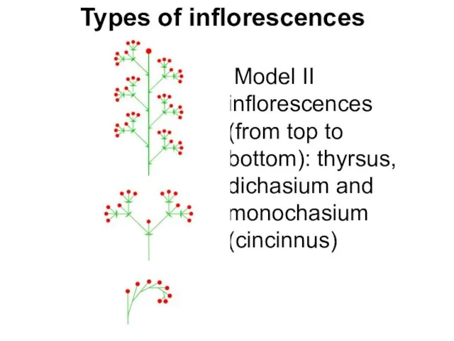 Types of inflorescences Model II inflorescences (from top to bottom): thyrsus, dichasium and monochasium (cincinnus)