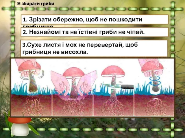 Я збирати гриби 1. Зрізати обережно, щоб не пошкодити грибницю.