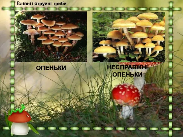Їстівні і отруйні гриби НЕСПРАВЖНІ ОПЕНЬКИ ОПЕНЬКИ