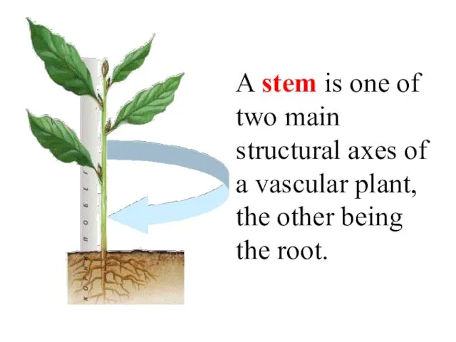 A stem is one of two main structural axes of