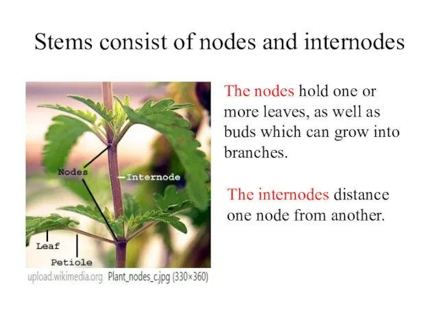 Stems consist of nodes and internodes The nodes hold one