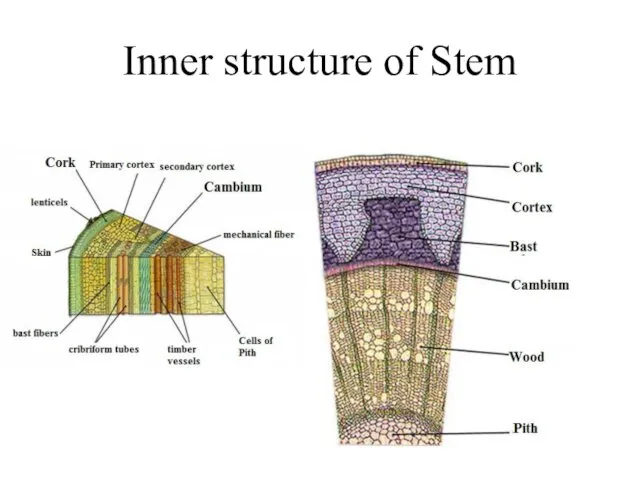 Inner structure of Stem