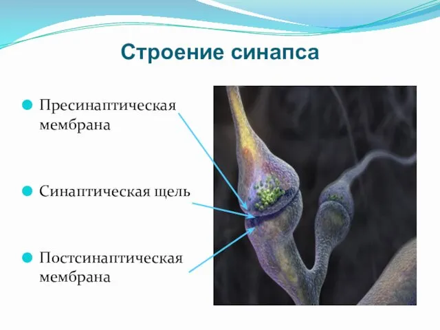 Строение синапса Пресинаптическая мембрана Синаптическая щель Постсинаптическая мембрана