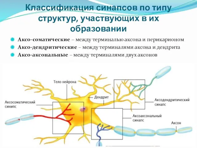 Классификация синапсов по типу структур, участвующих в их образовании Аксо-соматические