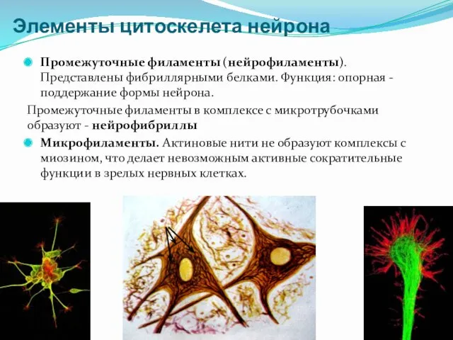 Элементы цитоскелета нейрона Промежуточные филаменты (нейрофиламенты). Представлены фибриллярными белками. Функция: