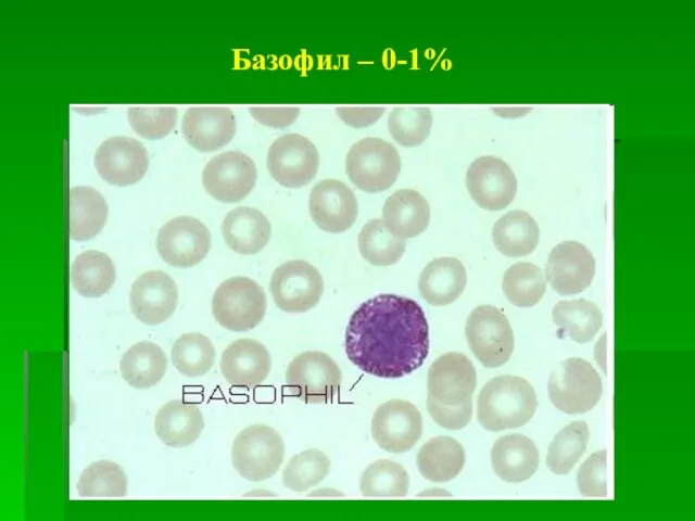 Базофил – 0-1%