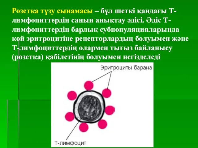 Розетка түзу сынамасы – бұл шеткі қандағы Т-лимфоциттердің санын анықтау