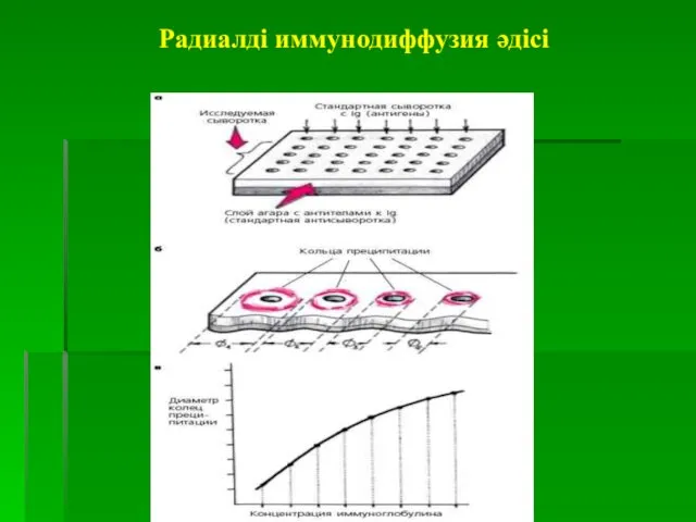 Радиалді иммунодиффузия әдісі