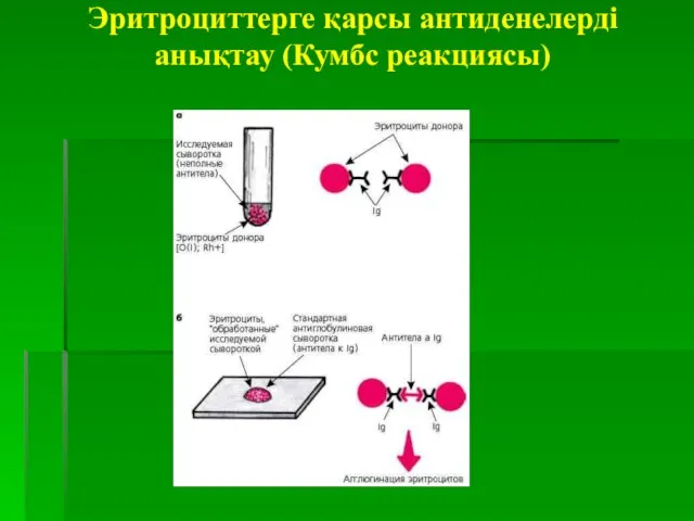 Эритроциттерге қарсы антиденелерді анықтау (Кумбс реакциясы)