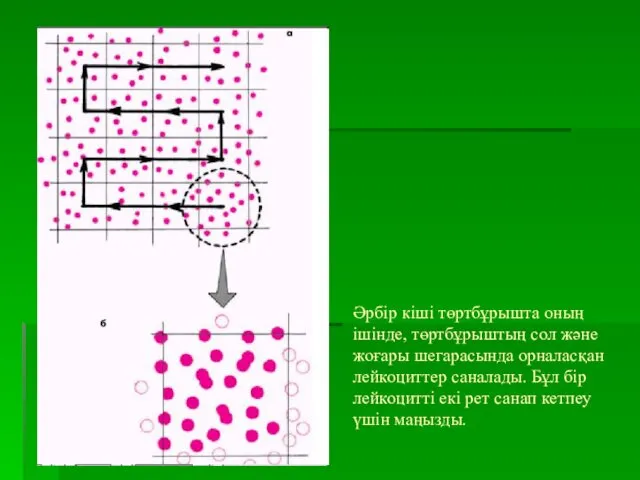 Әрбір кіші төртбұрышта оның ішінде, төртбұрыштың сол және жоғары шегарасында