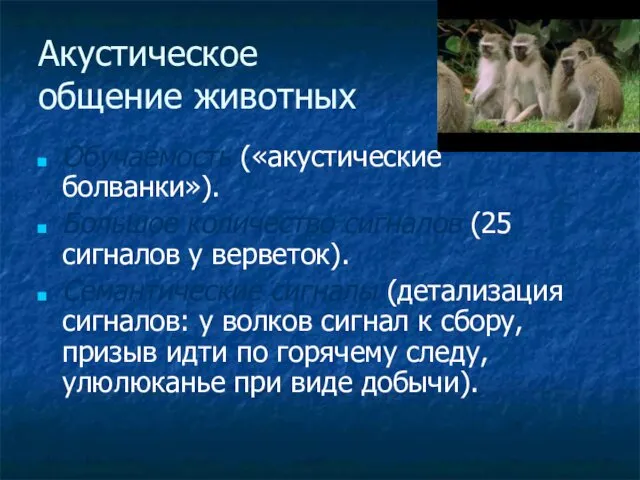 Акустическое общение животных Обучаемость («акустические болванки»). Большое количество сигналов (25 сигналов у верветок).