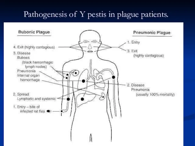 Pathogenesis of Y pestis in plague patients.