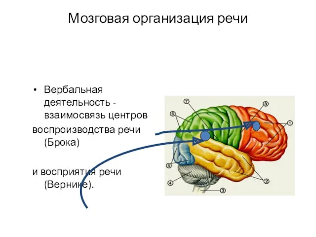 Мозговая организация речи Вербальная деятельность - взаимосвязь центров воспроизводства речи (Брока) и восприятия речи (Вернике).