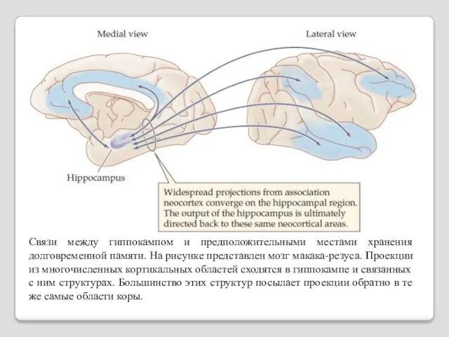 Связи между гиппокампом и предположительными местами хранения долговременной памяти. На