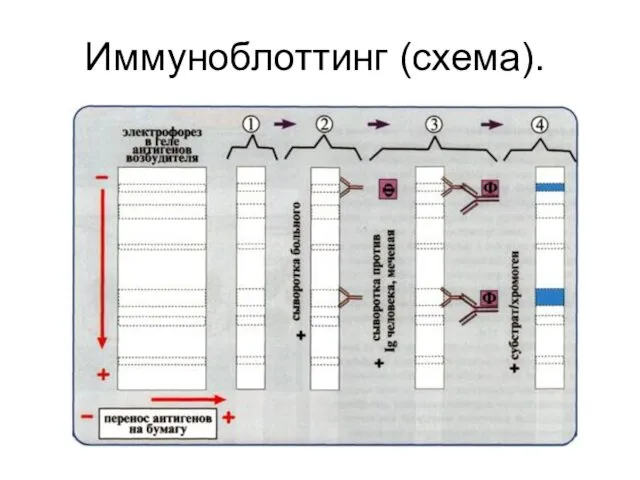 Иммуноблоттинг (схема).