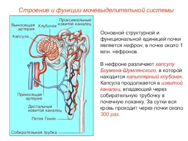 Основной структурной и функциональной единицей почки является нефрон, в почке около 1 млн.