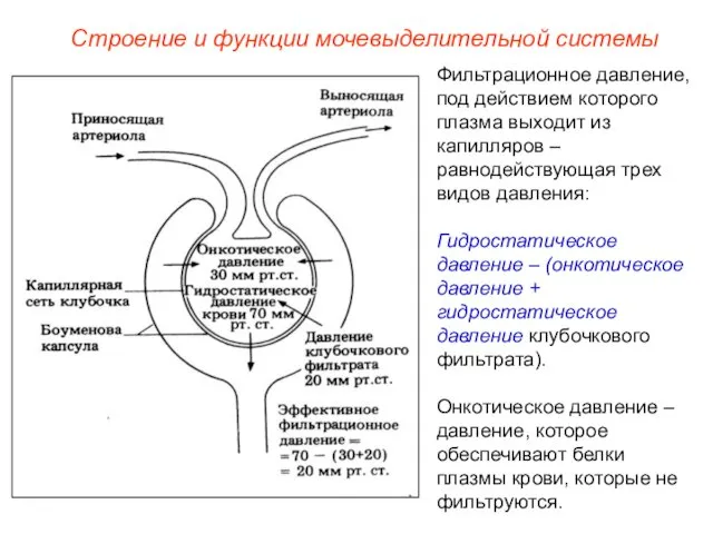 Фильтрационное давление, под действием которого плазма выходит из капилляров – равнодействующая трех видов