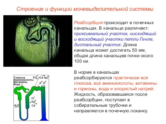 Реабсорбция происходит в почечных канальцах. В канальце различают: проксимальный участок,