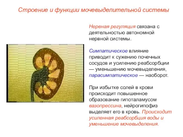 Нервная регуляция связана с деятельностью автономной нервной системы. Симпатическое влияние приводит к сужению