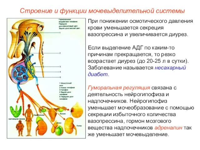 При понижении осмотического давления крови уменьшается секреция вазопрессина и увеличивается диурез. Если выделение