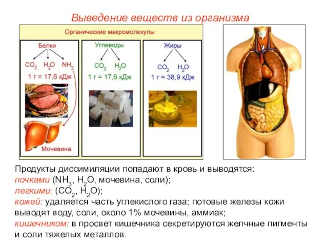 Выведение веществ из организма Продукты диссимиляции попадают в кровь и