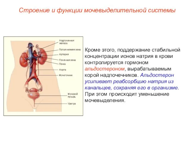 Кроме этого, поддержание стабильной концентрации ионов натрия в крови контролируется гормоном альдостероном, вырабатываемым