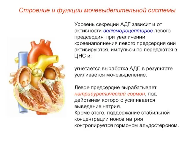 Строение и функции мочевыделительной системы Уровень секреции АДГ зависит и от активности волюморецепторов