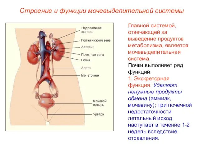 Строение и функции мочевыделительной системы Главной системой, отвечающей за выведение продуктов метаболизма, является