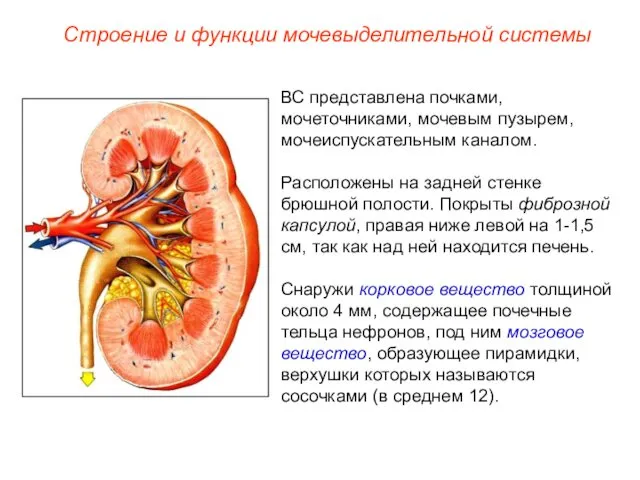 ВС представлена почками, мочеточниками, мочевым пузырем, мочеиспускательным каналом. Расположены на задней стенке брюшной