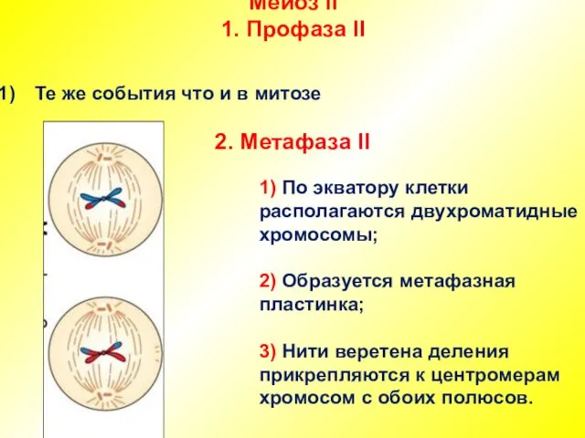 Мейоз II 1. Профаза II Те же события что и