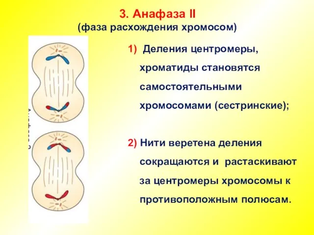 3. Анафаза II (фаза расхождения хромосом) 1) Деления центромеры, хроматиды