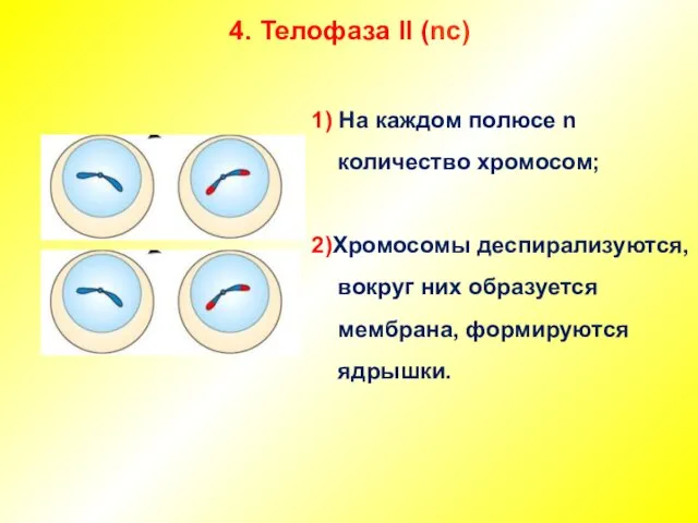 4. Телофаза II (nc) 1) На каждом полюсе n количество