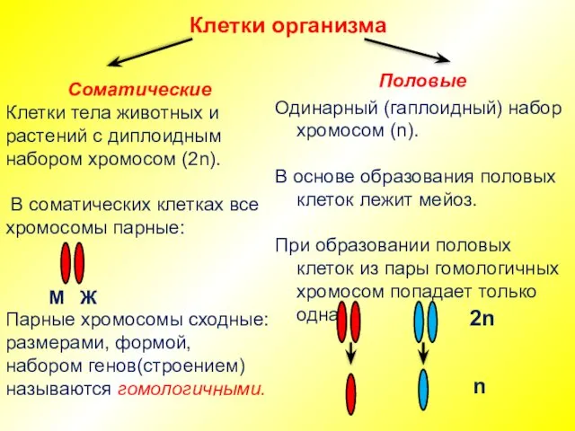 Клетки организма Соматические Клетки тела животных и растений с диплоидным