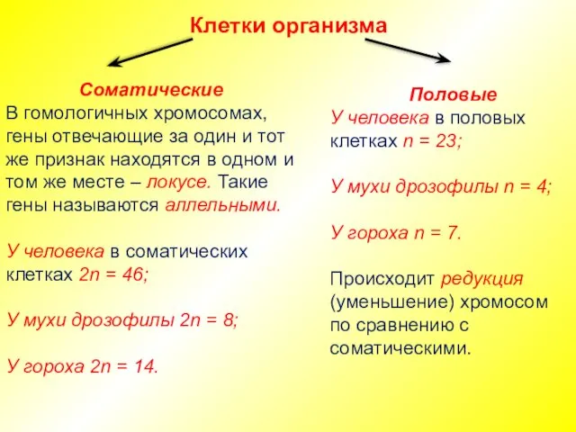 Клетки организма Соматические В гомологичных хромосомах, гены отвечающие за один