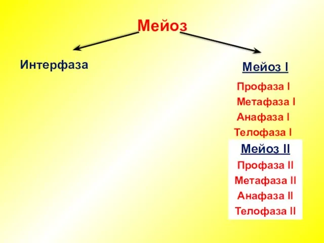 Мейоз Интерфаза Мейоз I Профаза I Метафаза I Анафаза I