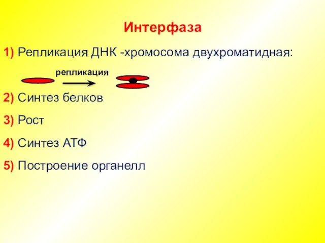 Интерфаза 1) Репликация ДНК -хромосома двухроматидная: 2) Синтез белков 3)