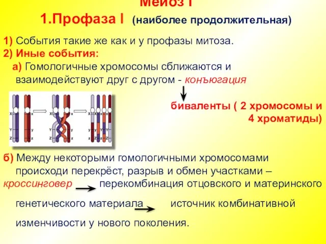 Мейоз I 1.Профаза I (наиболее продолжительная) 1) События такие же